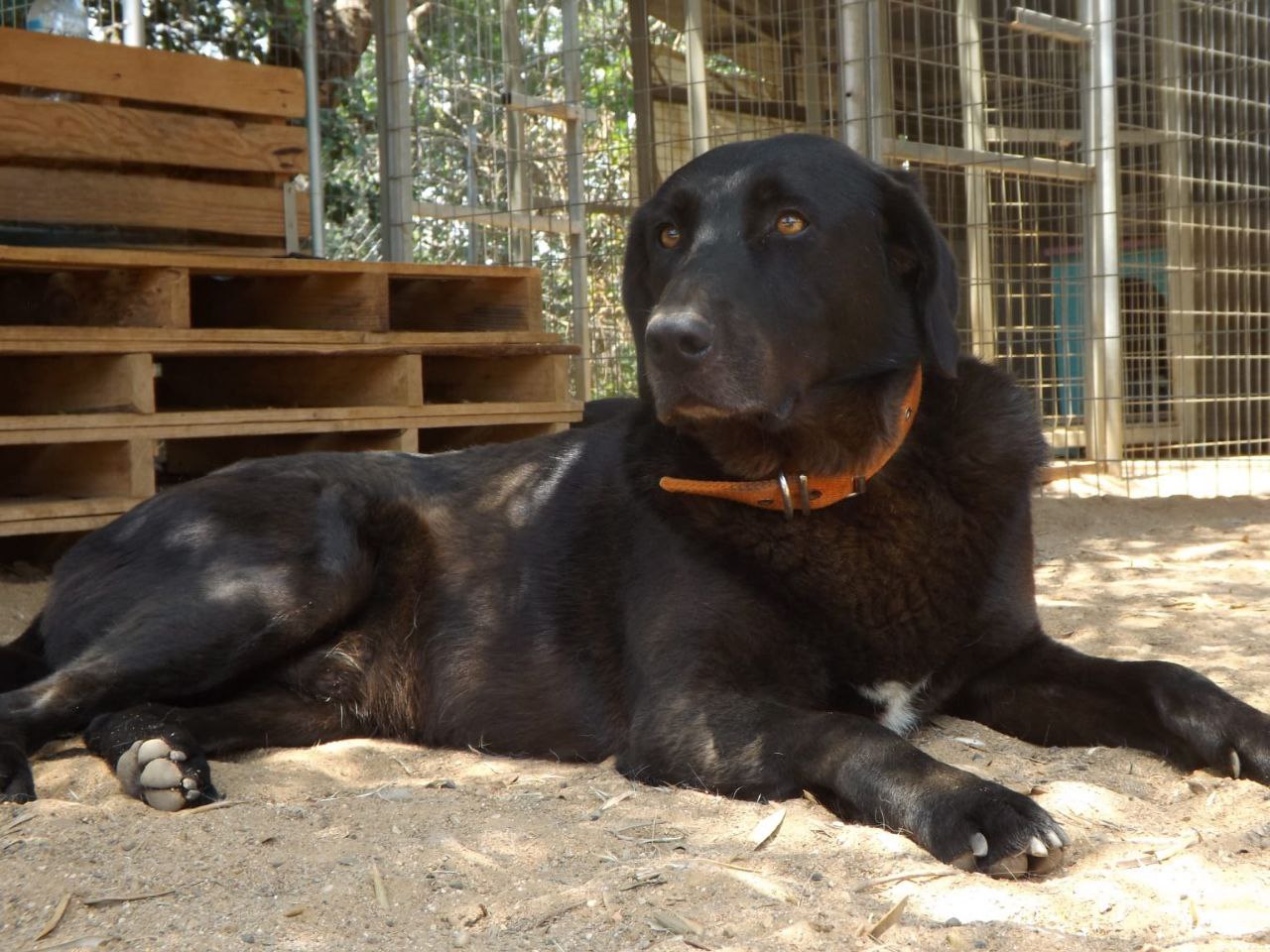 Diesel - born 2019 - Bild 1